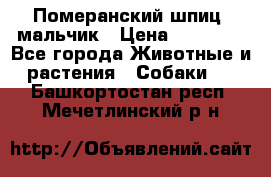 Померанский шпиц, мальчик › Цена ­ 35 000 - Все города Животные и растения » Собаки   . Башкортостан респ.,Мечетлинский р-н